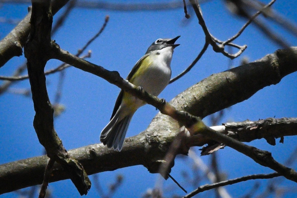 Mavi Başlı Vireo - ML617399421