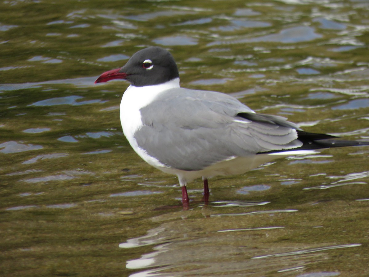 Gaviota Guanaguanare - ML617399442