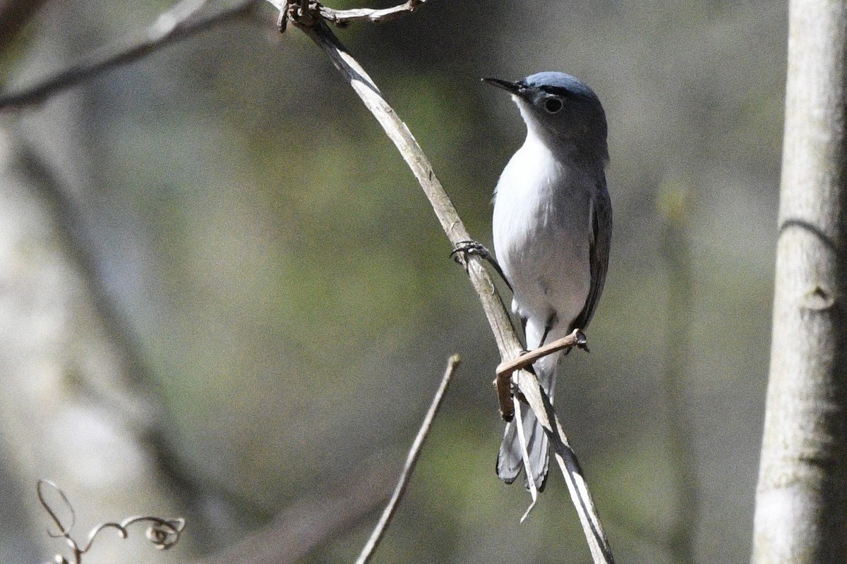 Blue-gray Gnatcatcher - ML617399455