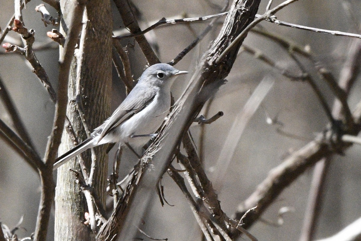 Blue-gray Gnatcatcher - Brian Bailey