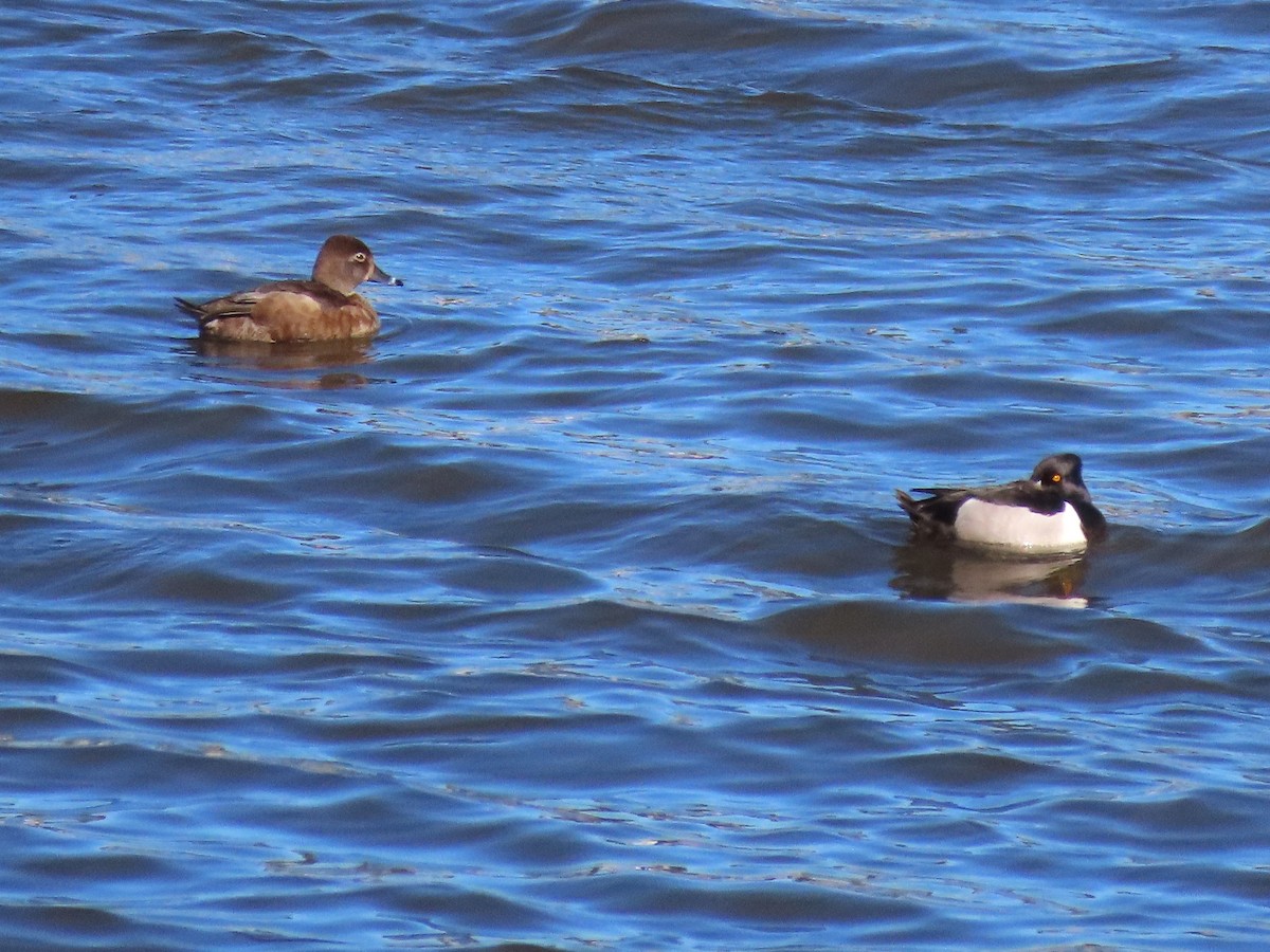 Ring-necked Duck - ML617399506
