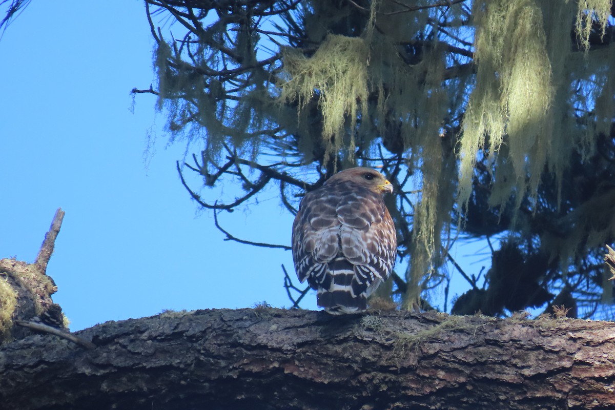 Red-shouldered Hawk - ML617399514