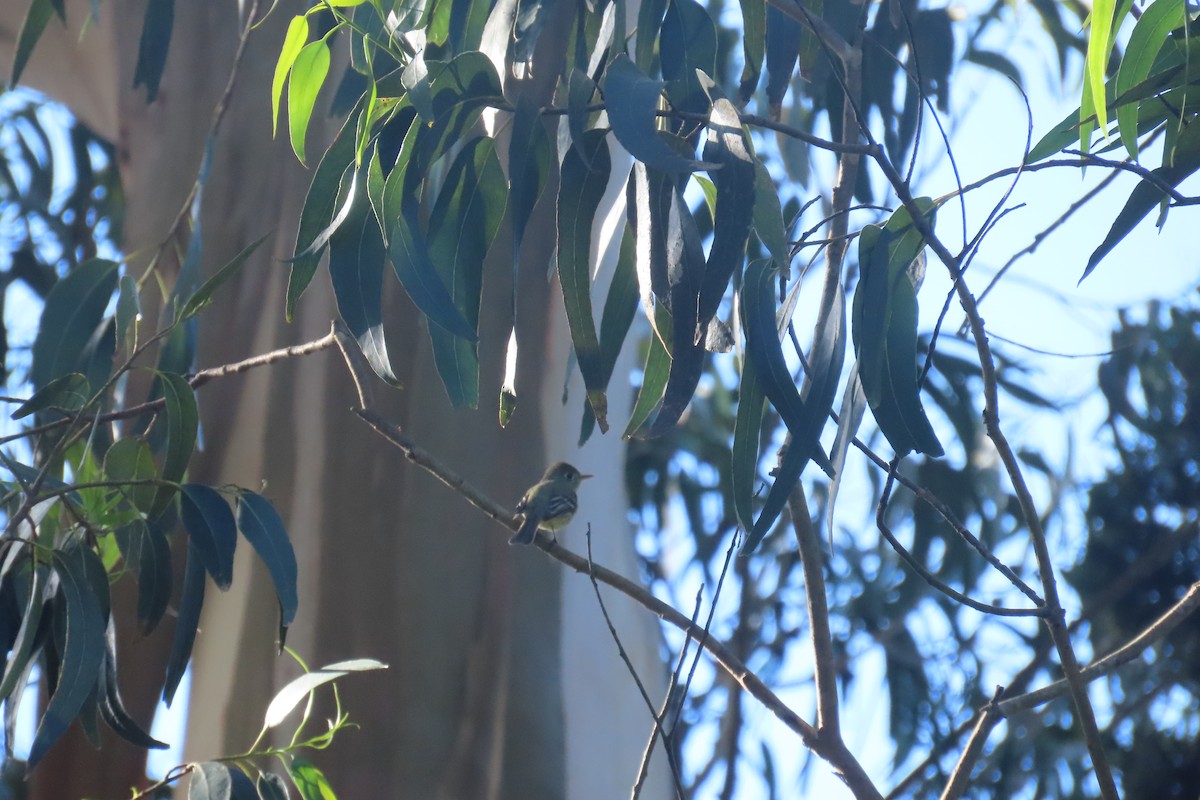 Western Flycatcher - ML617399521