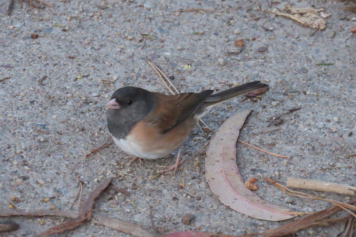 Dark-eyed Junco - ML617399523