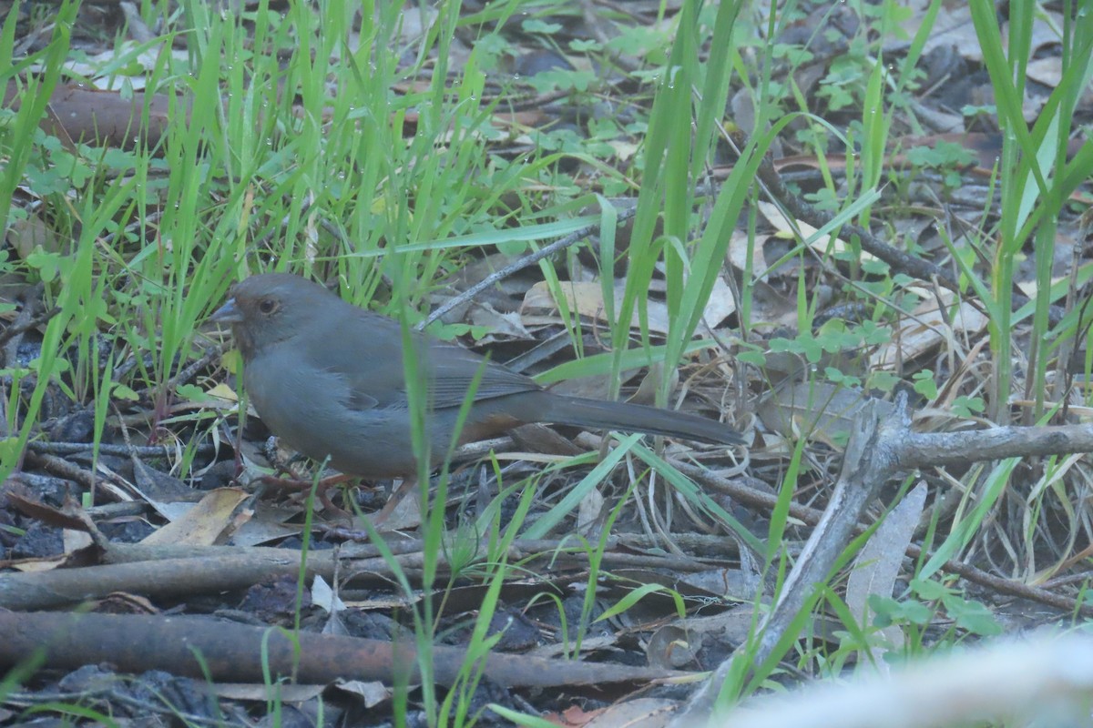 California Towhee - ML617399541