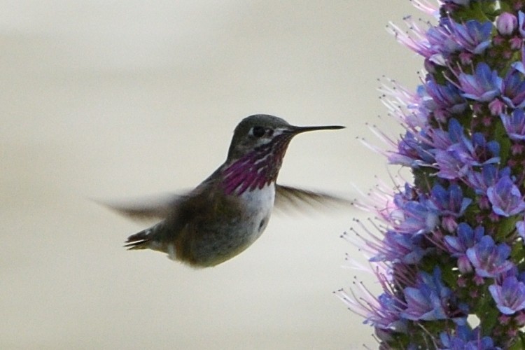 Calliope Hummingbird - Jari Toivanen