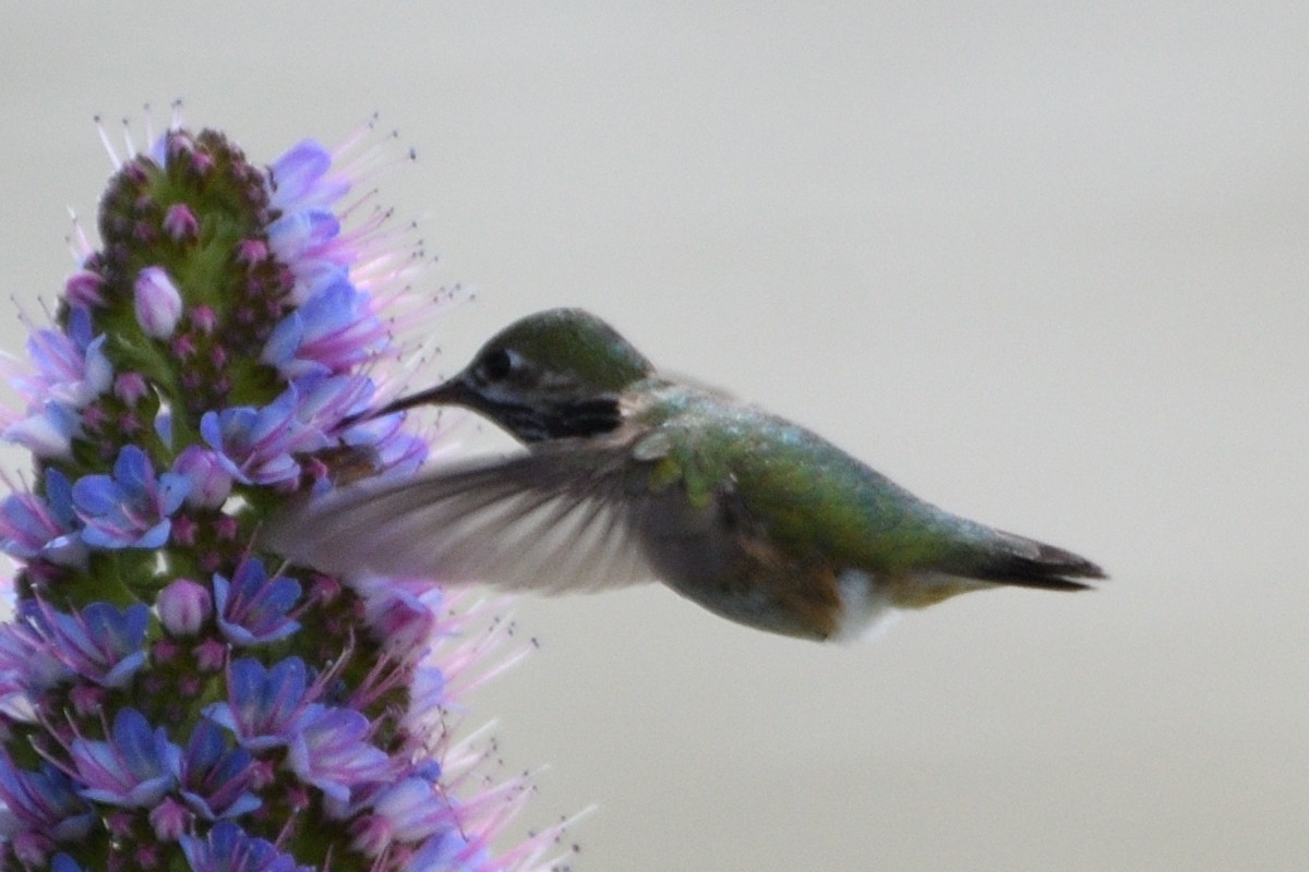 Calliope Hummingbird - Jari Toivanen