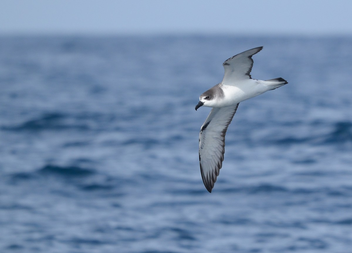 Petrel de las Juan Fernández - ML617399592