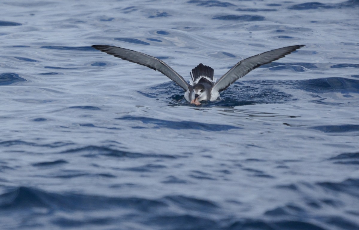 Petrel de las Juan Fernández - ML617399593