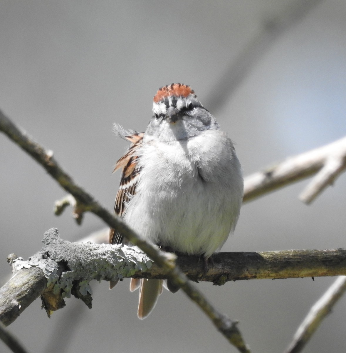 Chipping Sparrow - Ed Escalante