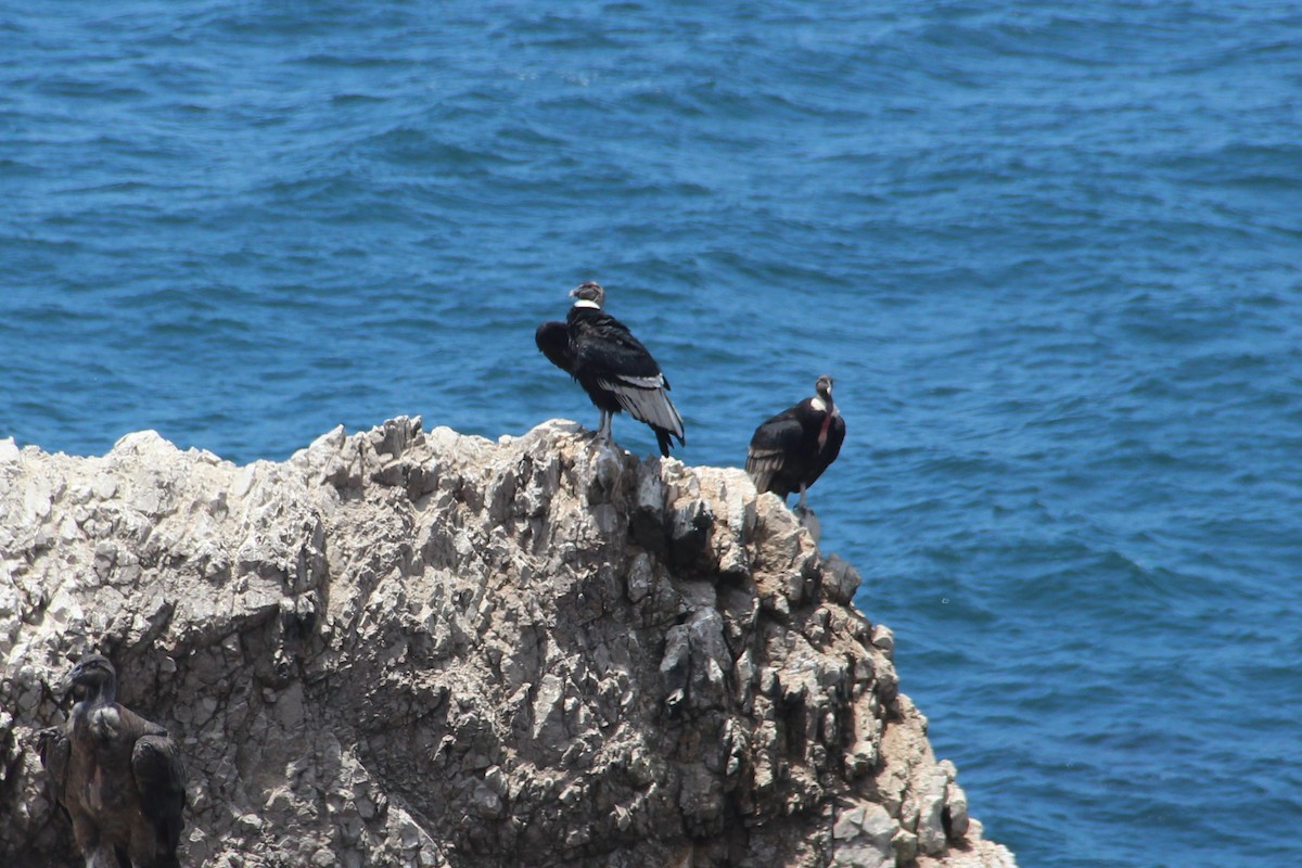 Andean Condor - ML617399618