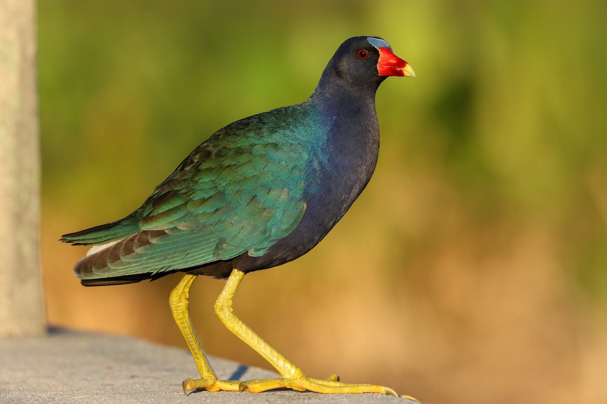 Purple Gallinule - ML617399635