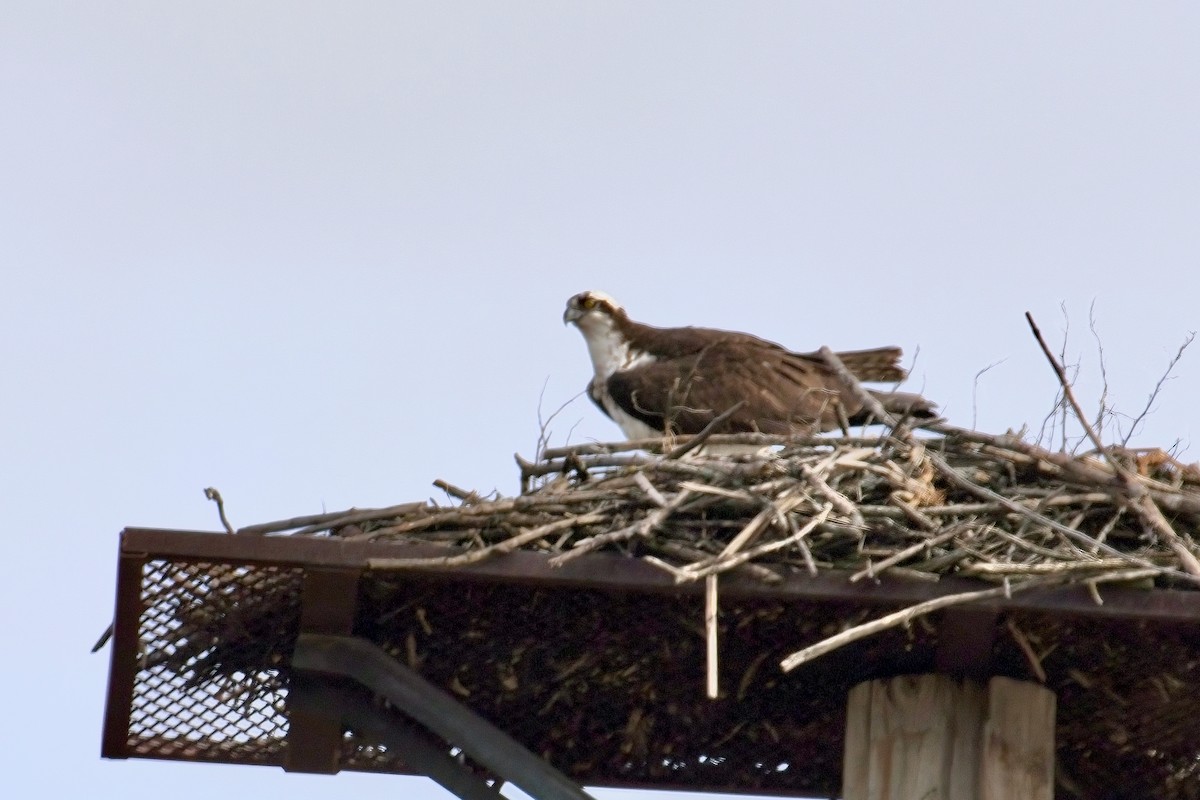 Osprey - ML617399673