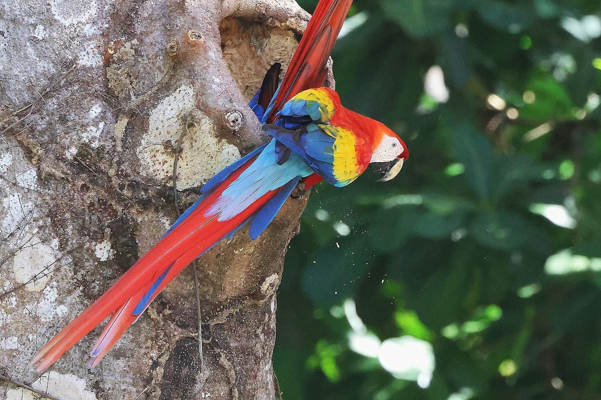 Scarlet Macaw - Jim Edsall