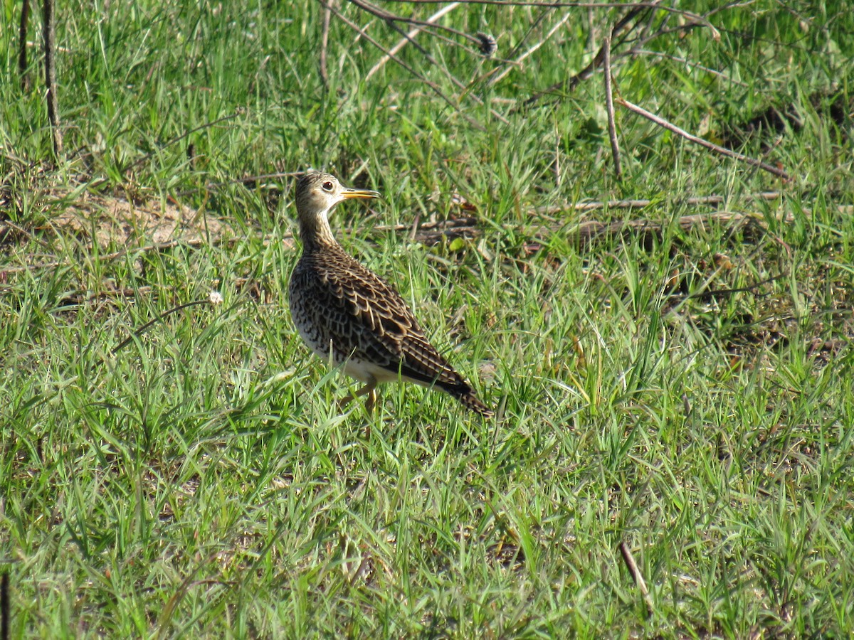 Upland Sandpiper - Debra Halter