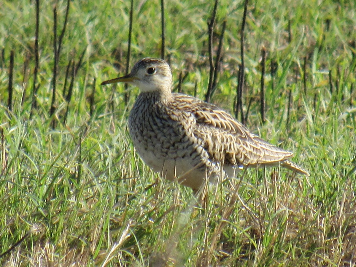 Upland Sandpiper - Debra Halter