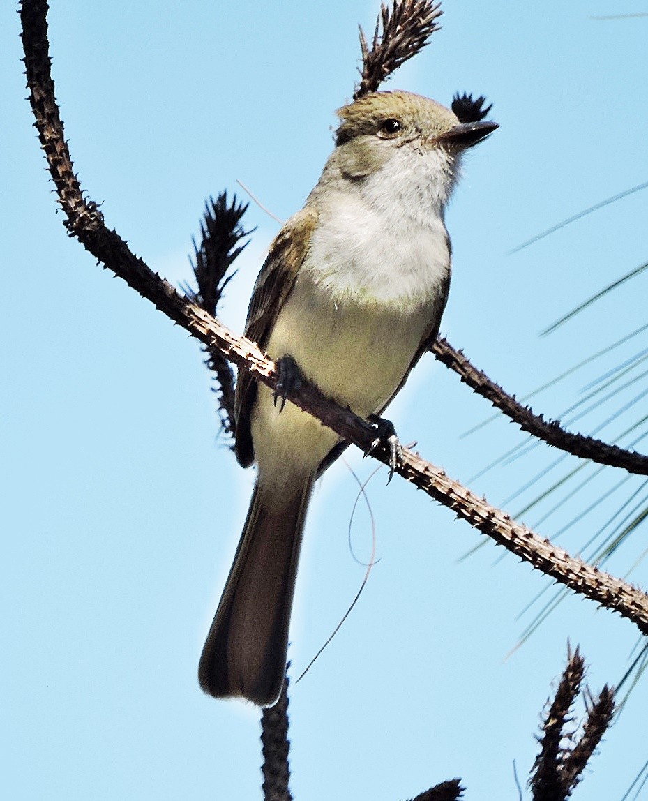 Dusky-capped Flycatcher - Mary-Jean Payeur