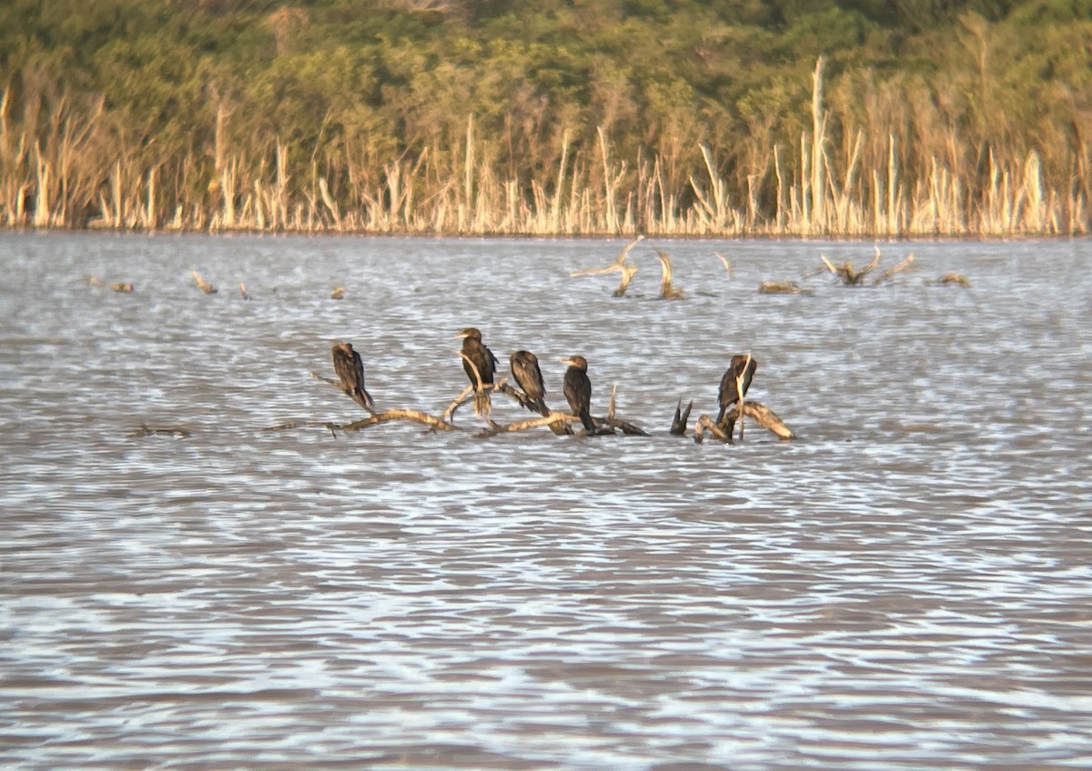 Neotropic Cormorant - Elijah Embury