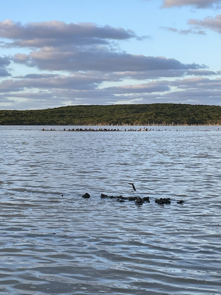 Neotropic Cormorant - Elijah Embury