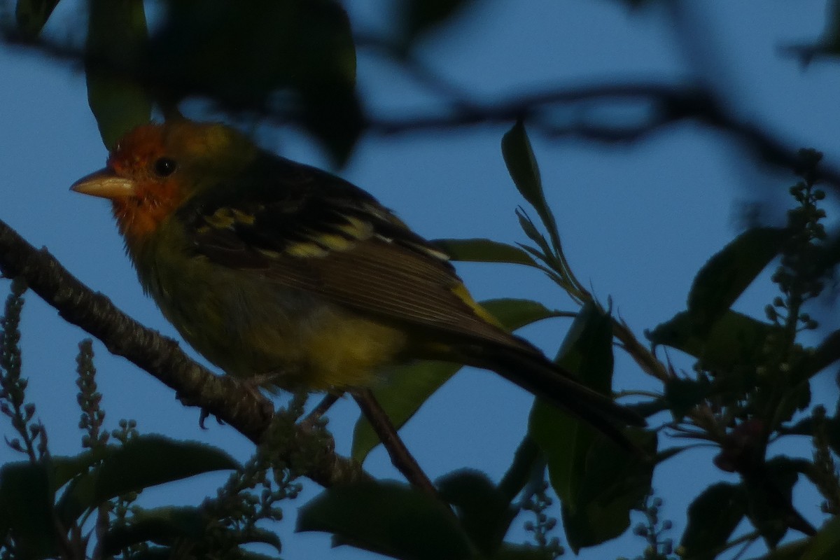 Western Tanager - Teresa Conlon