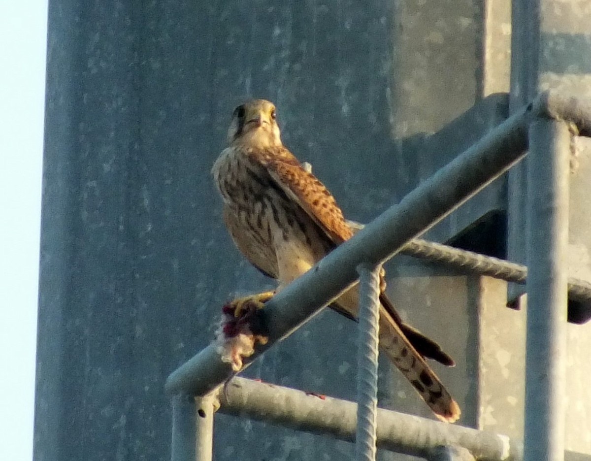 Eurasian Kestrel - ML617399791