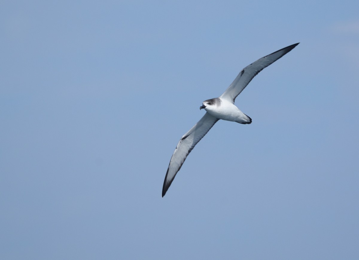 Petrel de las Juan Fernández - ML617399812