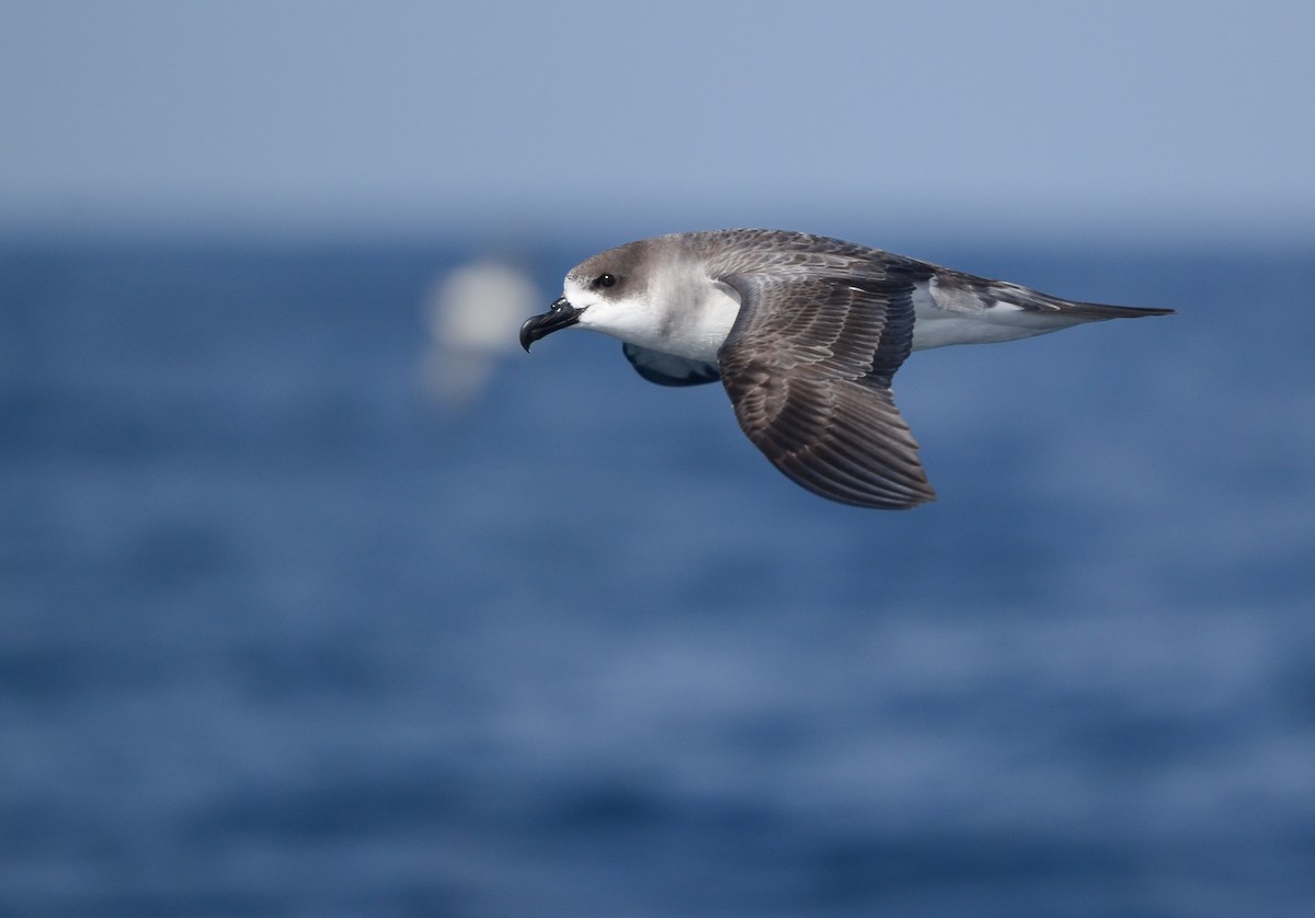 Petrel de las Juan Fernández - ML617399813