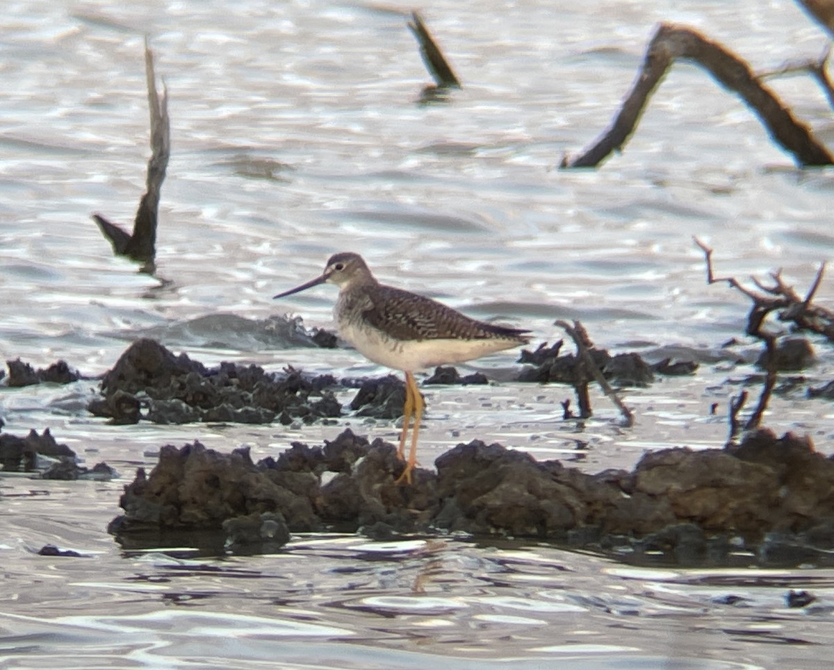 Greater Yellowlegs - Elijah Embury