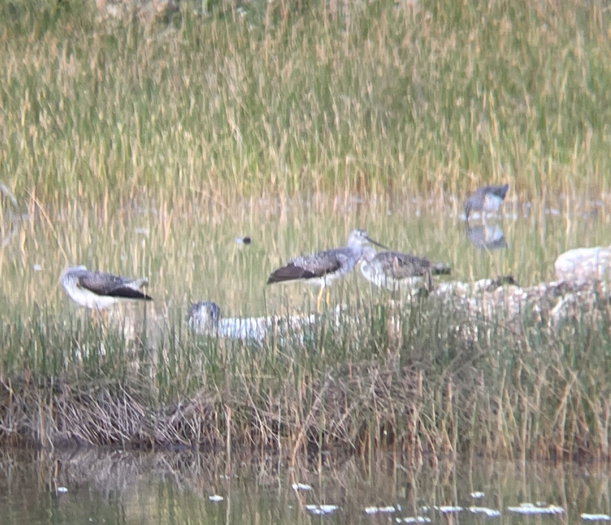 Greater Yellowlegs - Elijah Embury