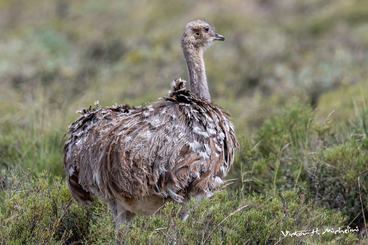 Lesser Rhea - ML617399845