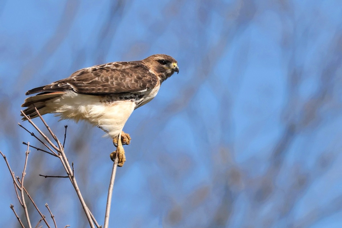Red-tailed Hawk - James Tornetta