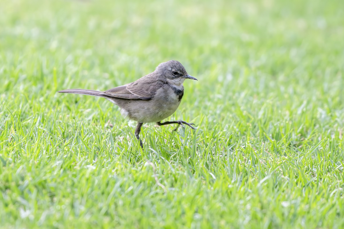 Cape Wagtail - ML617399874