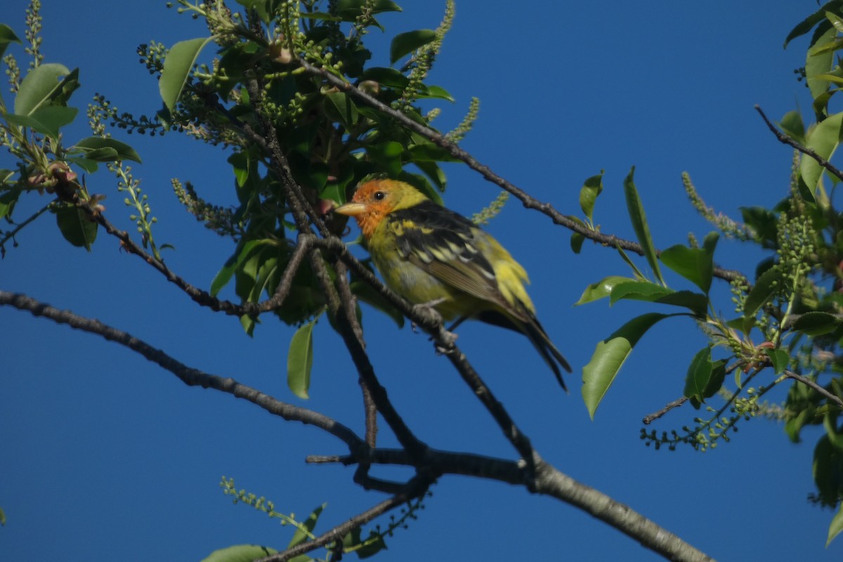 Piranga Carirroja - ML617399881