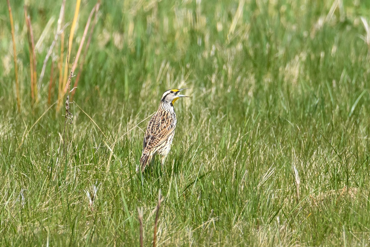 Eastern Meadowlark (Eastern) - Collin Porter