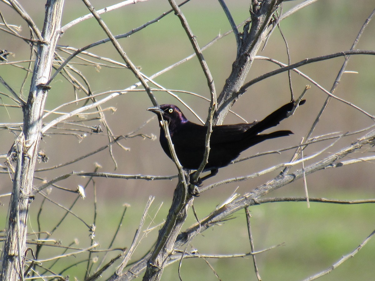 Common Grackle - Debra Halter