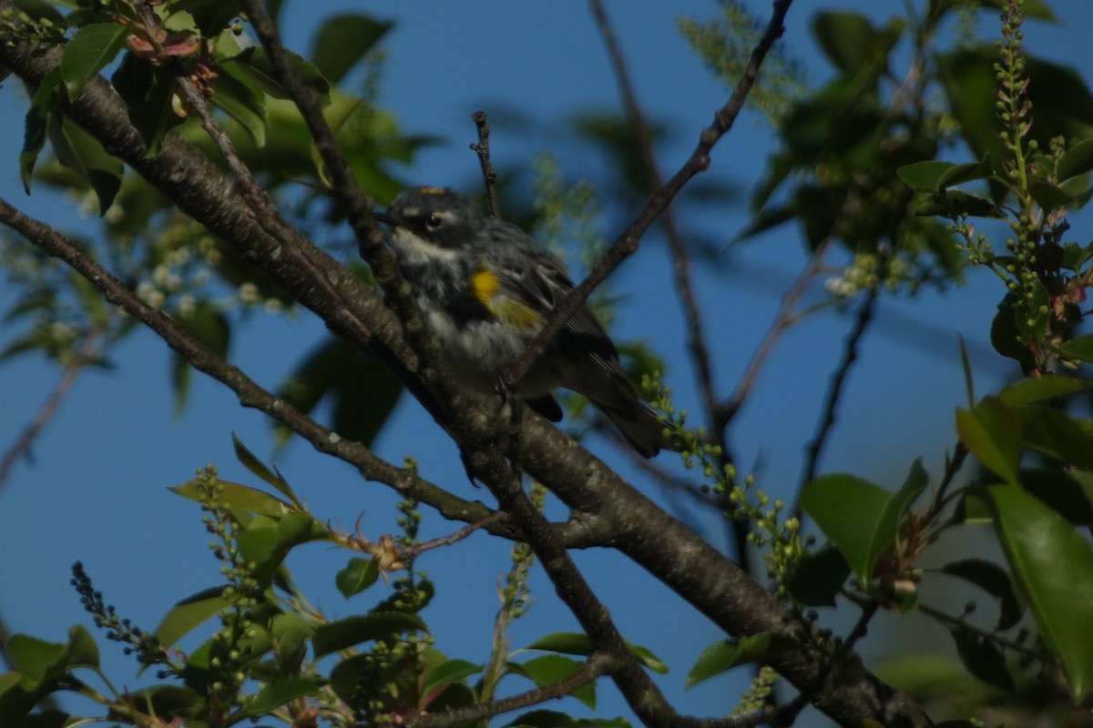 Yellow-rumped Warbler - Teresa Conlon