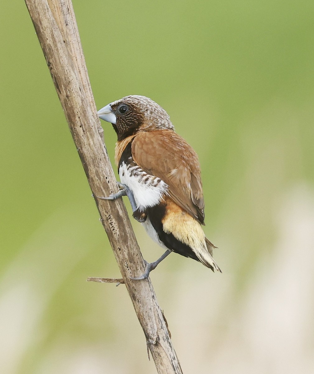 Chestnut-breasted Munia - ML617399973