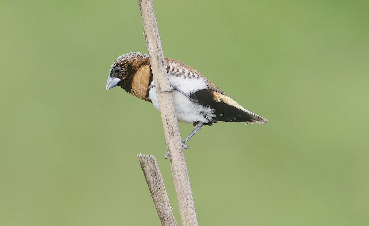 Chestnut-breasted Munia - ML617399975