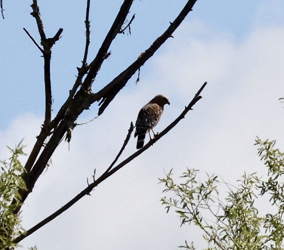Red-shouldered Hawk - Millie and Peter Thomas