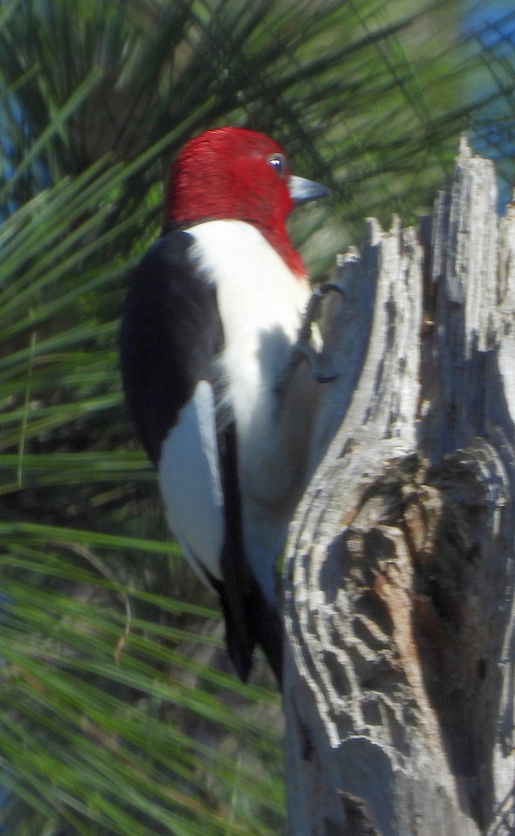 Red-headed Woodpecker - Jay Huner