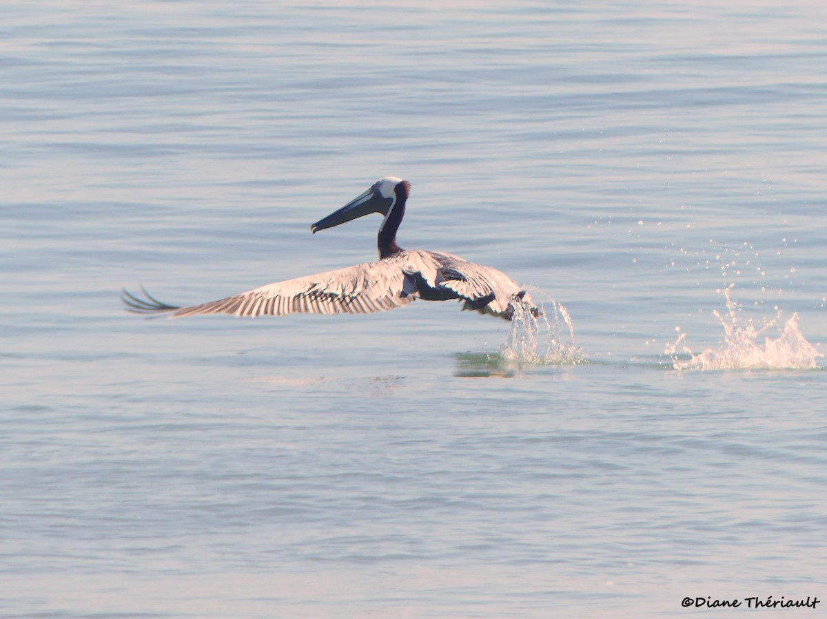 Brown Pelican - ML617400086