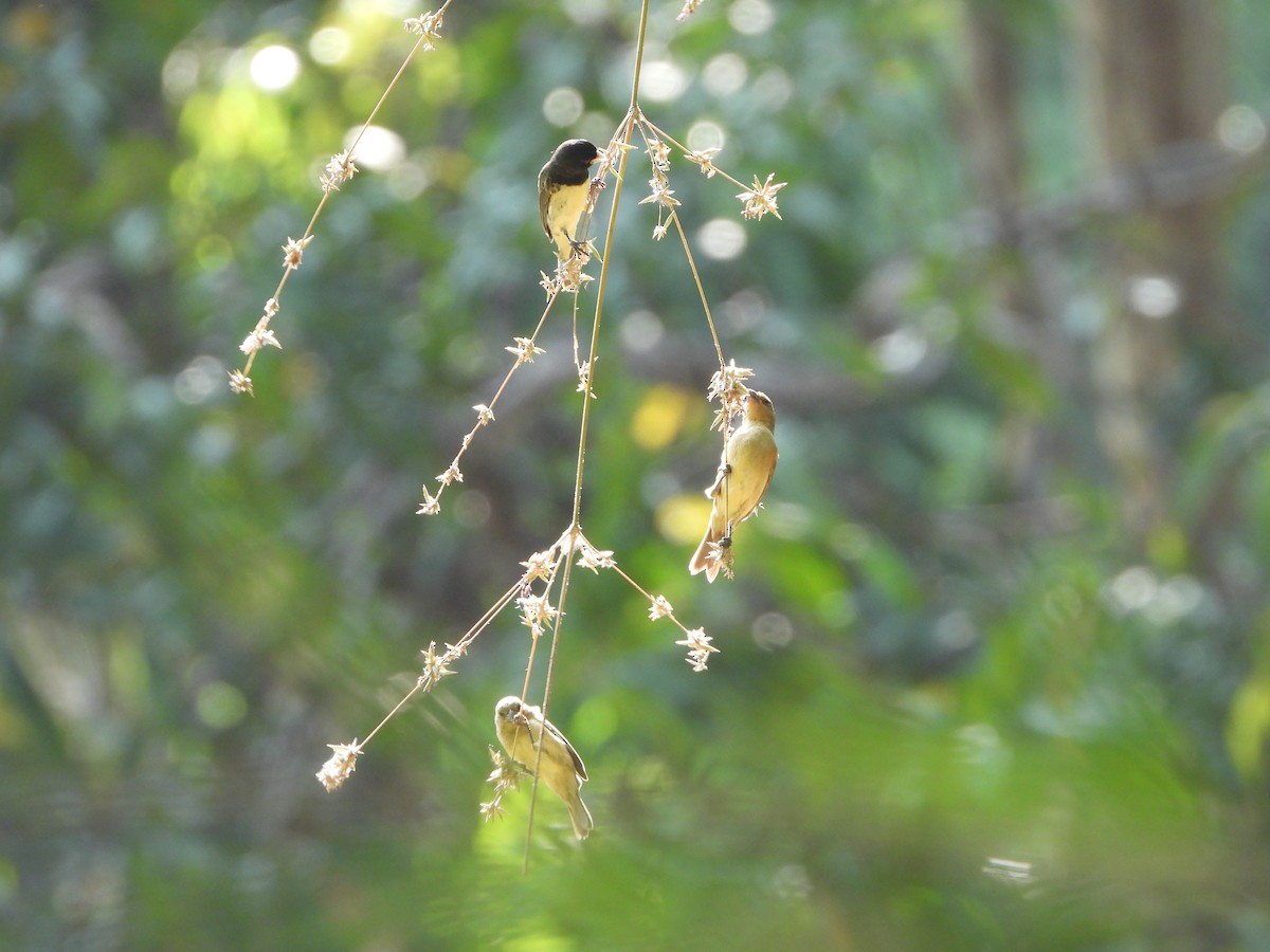 Yellow-bellied Seedeater - Henry Griffin