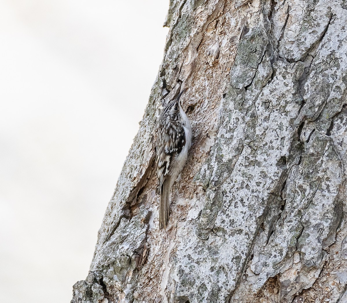 Brown Creeper - ML617400092