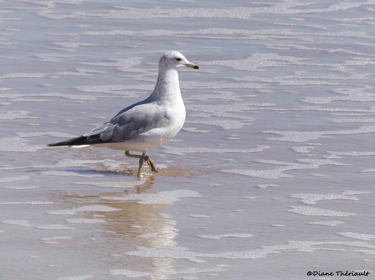 Ring-billed Gull - ML617400097