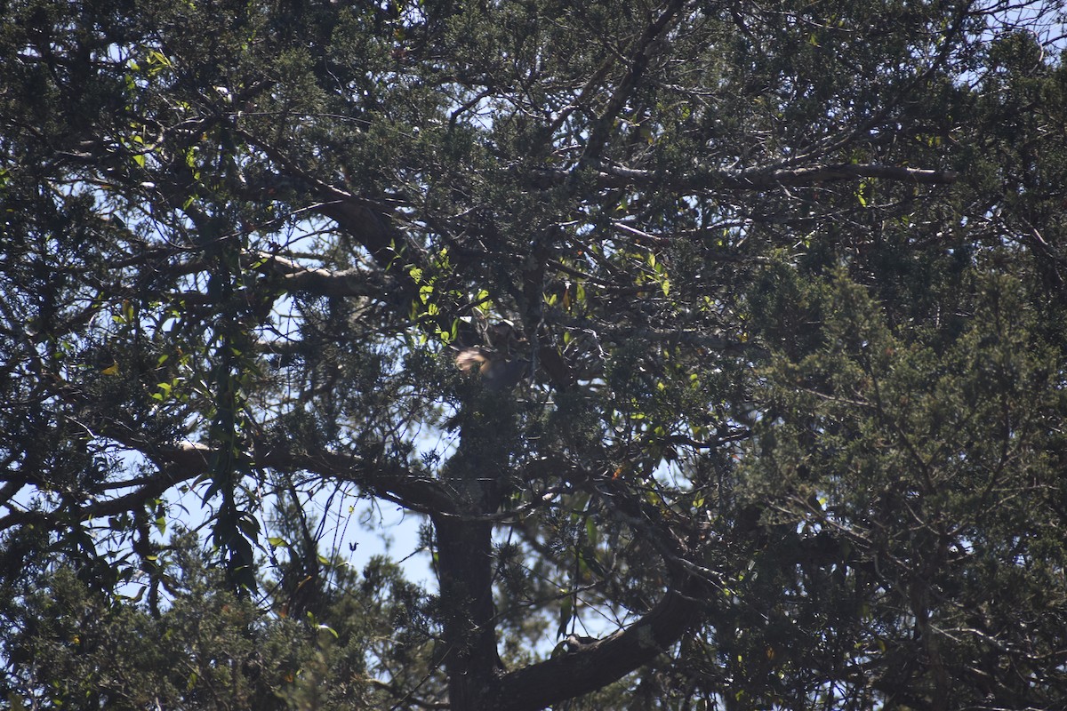 Townsend's Solitaire - ML617400102