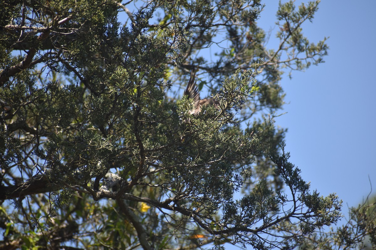 Townsend's Solitaire - ML617400103