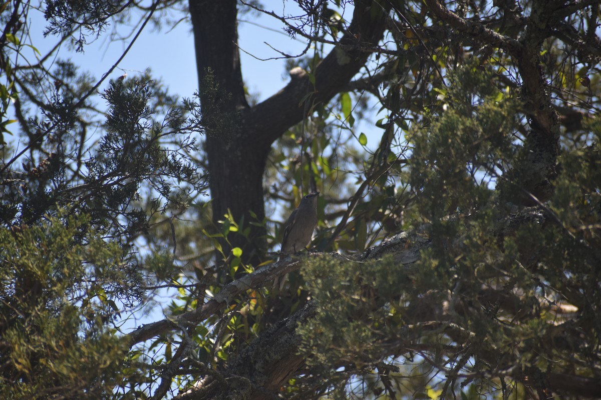 Townsend's Solitaire - ML617400104