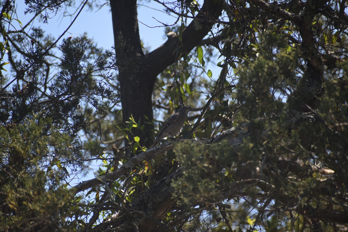 Townsend's Solitaire - ML617400105