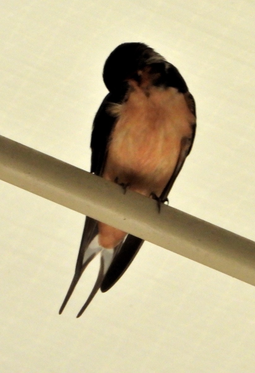 Barn Swallow - Jay Huner