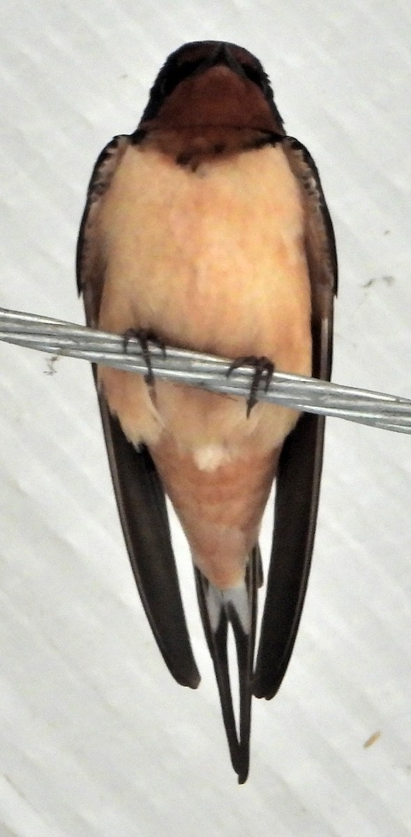 Barn Swallow - Jay Huner